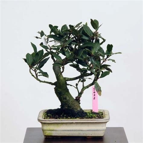 桂樹盆栽|山採り月桂樹 【Bonsai diary 盆栽日記 8/1】初心者の簡単盆栽の。